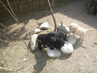 Eng. Bulldog WelpenWachsen im Hause bei Mama a