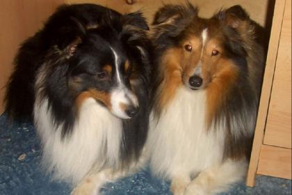 WEISSE SCHÄFERHUNDWELPEN - LANGSTOCK entwurmt