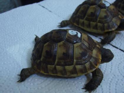 Maurische Landschildkröten NZ 2022
