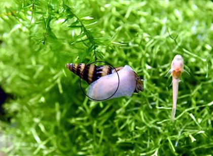 Raubschnecken Anentome helena Versand