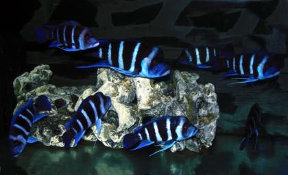1/8 Blue Zaire Frontigruppe