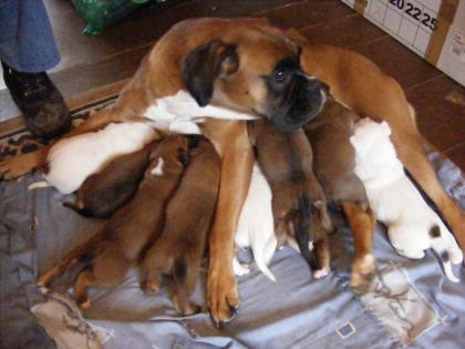 Boxerwelpen zu verkaufen weiss und braun