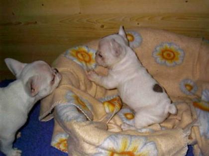 Französische Bulldogge Welpen aus erfahrener Zucht