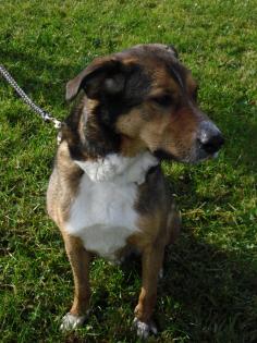 Balou Appenzeller-Mix Rüde 5 Jahre kastriert