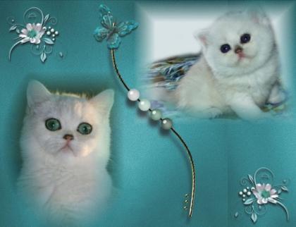 Zauberhafte reinrassige Perser- und Exoticbabies in silver golden und Point