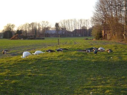 Weiße gescheckte blaue Pfaue und Schwarzflügel zu verkaufen 29. 03. 2022