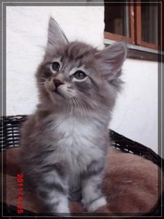 Norweger Kitten suchen liebe Dosenöffner