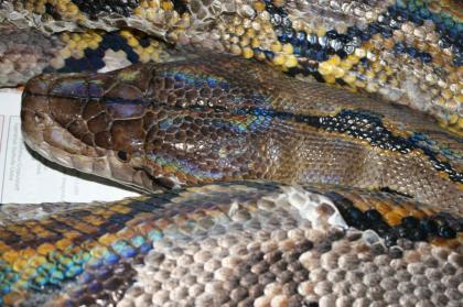 1 0 P. reticulatus Sumatra