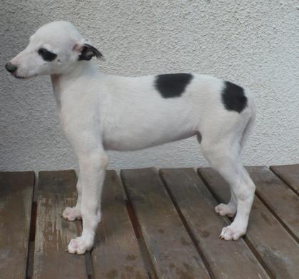 Greyhound und Bozoi