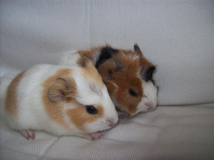 Meerschweinbabys suchen neues Zuhause Meerschweinchen