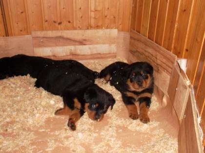 Reinrassige Rottweilerwelpen abzugeben