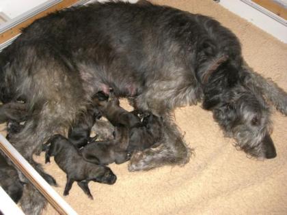 Irish Wolfhound Welpen