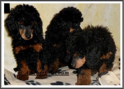 Sehr schöne und robuste Klein/Zwergpudelrüdenwelpen black-tan braun-tan