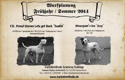 Backstreetbulls American Bulldogs Wurfplanung Frühjahr / Sommer 2022