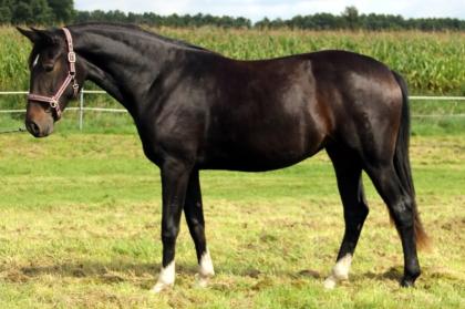 Suche Anfängerpferd ab 1 60