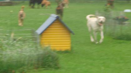 Hundebetreuung Nord