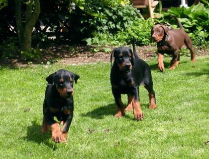 Dobermann Welpen Spitzenzucht FCI Papiere