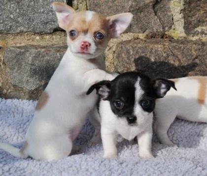 Chihuahua Welpen