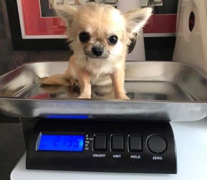 Typische Chihuahua Welpen für rehoming 580 729-6143