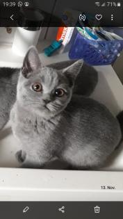 BKH Kitten in blau mit Stammbaum