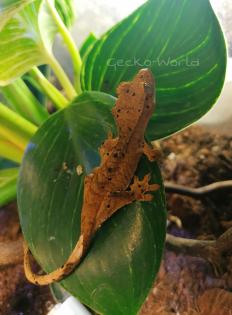 Kronengecko Correlophus ciliatus Super Dalmatian Orange 0. 01