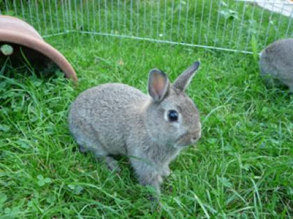 3 Zwergkaninchen Farbenzwerge abzugeben