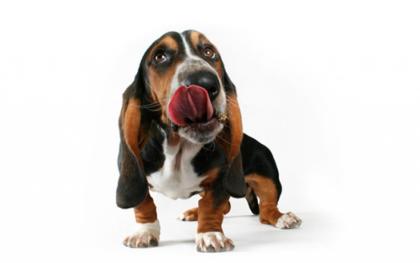 Delikatessen für Hunde und Katzen
