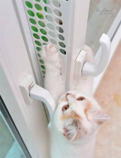 Kippfensterschutz Fensterschutzgitter Katzenschutzgitter OHNE bohren und kleb