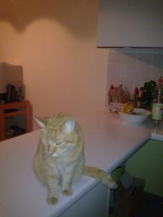 Stella sucht ein neues Zuhause