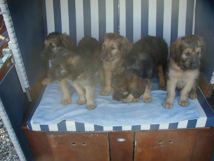 Briard Mix Welpen suchen neues Zuhause
