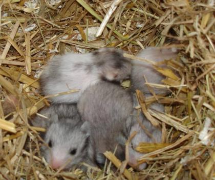 Junge Goldhamster Teddyhamster in verschi. Farben ab mitte August abzugeben.