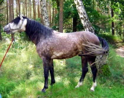 Wunderschöner charismatischer Lusitano Deckhengst