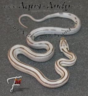 0 1 superSuperangebote des Monats November Kornnatter Pantherophis guttatus