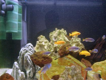 Gebe ab. Pseudotropheus Acei 10 Stück und Saulosi 5 stück