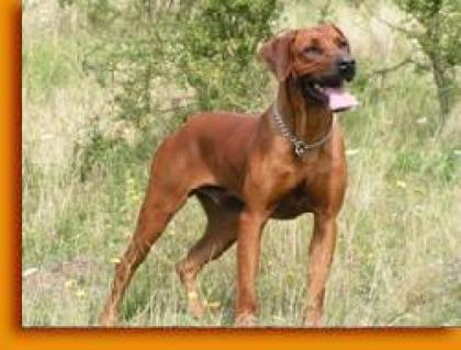 Rhodesian Ridgeback Rüde DECKANZEIGE