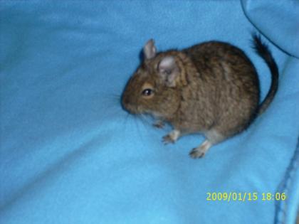 Futtertiere