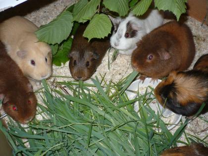 Knuddelige Wuschelkneul mit einem riesen Herz zu verkaufen meerschweinchen