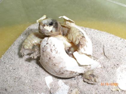 STUTTGART Landschildkröten aus Hobbyzucht 2022 und Floraton 3