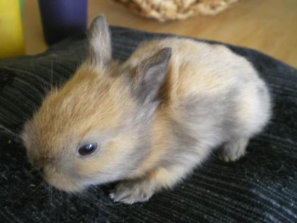 Süsse handzahme Zwergkaninchen Babys abzugeben