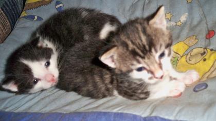 Kleiner Kater abzugeben