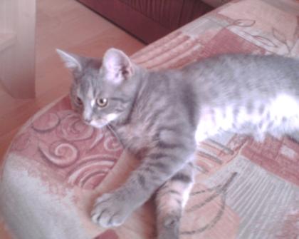 Kater entlaufen
