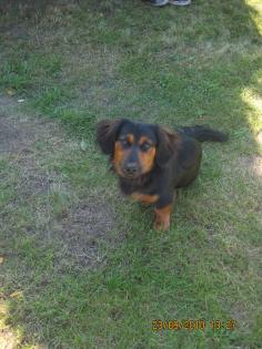 Kinderlieber Dackel-Terrier- Mischling 11 Monate alt