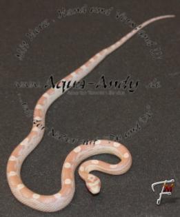 Kornnatter Pantherophis guttatus verschieden Varianten