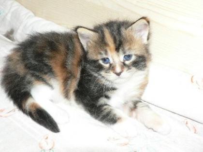 Allerliebste Maine Coon Babys Mitte Nov. 2022 abzugeben