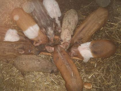Verkaufe Ferkel