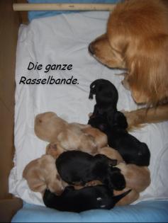 Hovawartwelpen ostdeutsche Linie Reinrassig ab 15. 5. abzugeben.