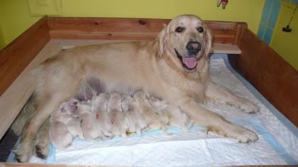 Golden retriever puppies
