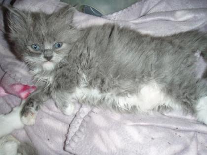 RAGDOLL MIXKITTEN