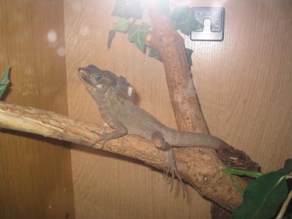Streifen-Basilisken-Männchen.