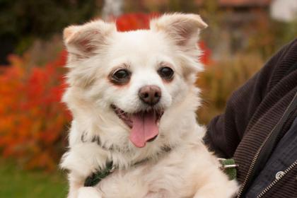 BIRKIE - Chihuahua-Mix - 13 Jahre - Tierhilfe-Franken e. V.